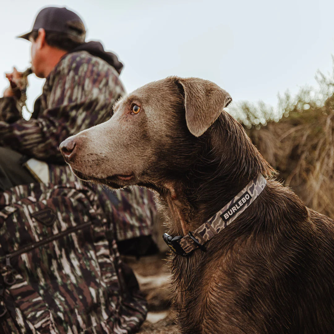 Burlebo Dog Collar | Gauge Camo